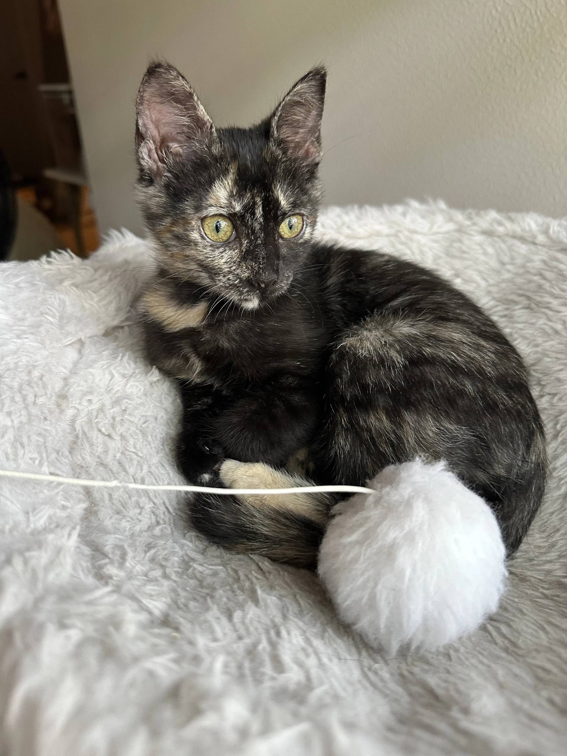 Mocha