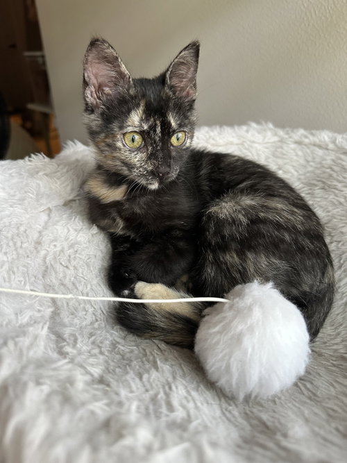 Mocha, a cat for adoption from Operation Pets Alive