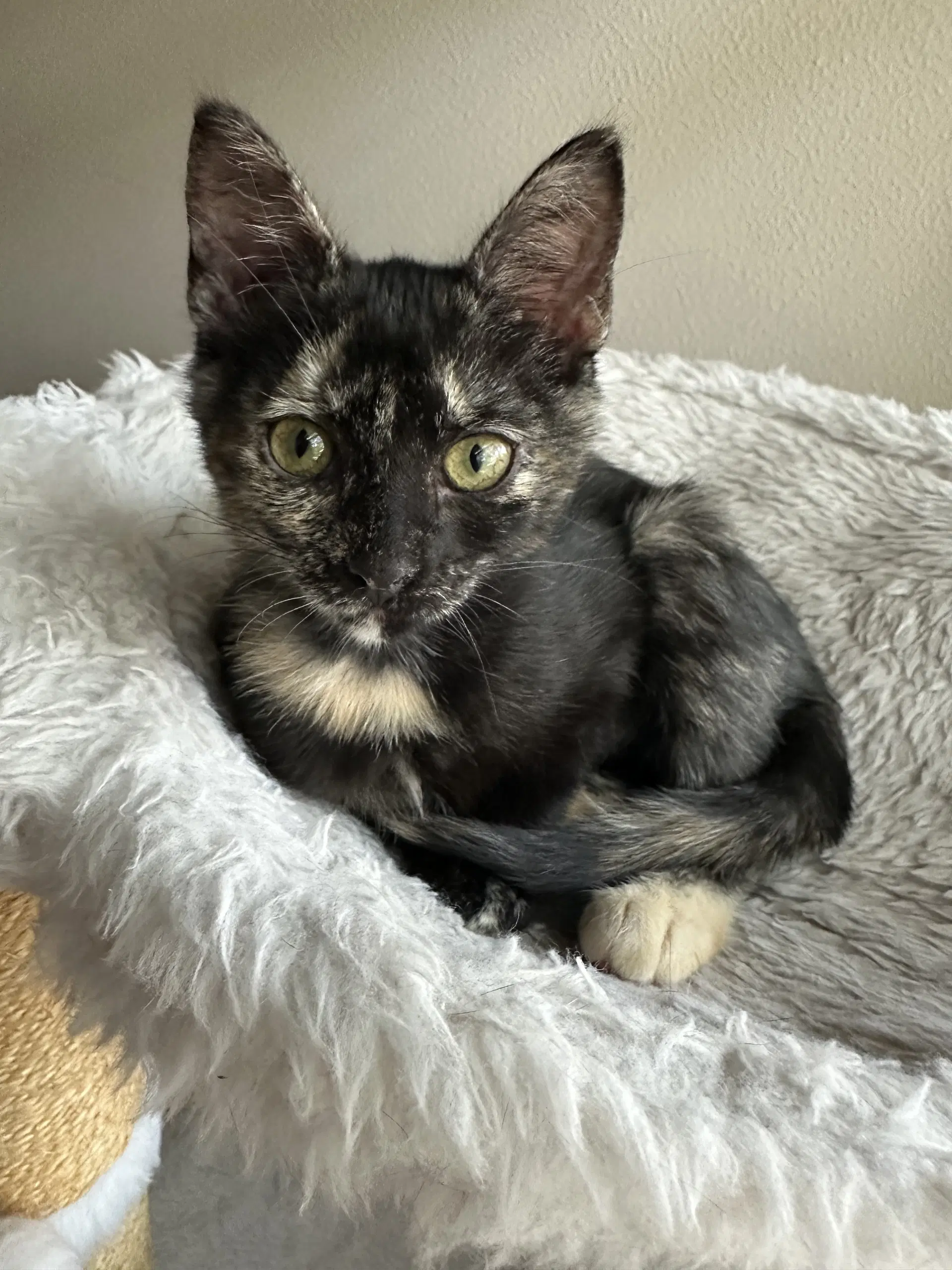 Mocha image 2