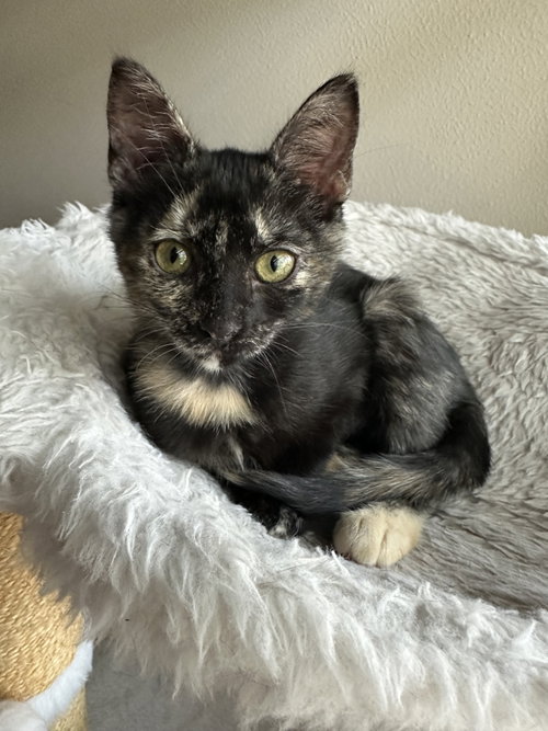Photo 2 of Mocha