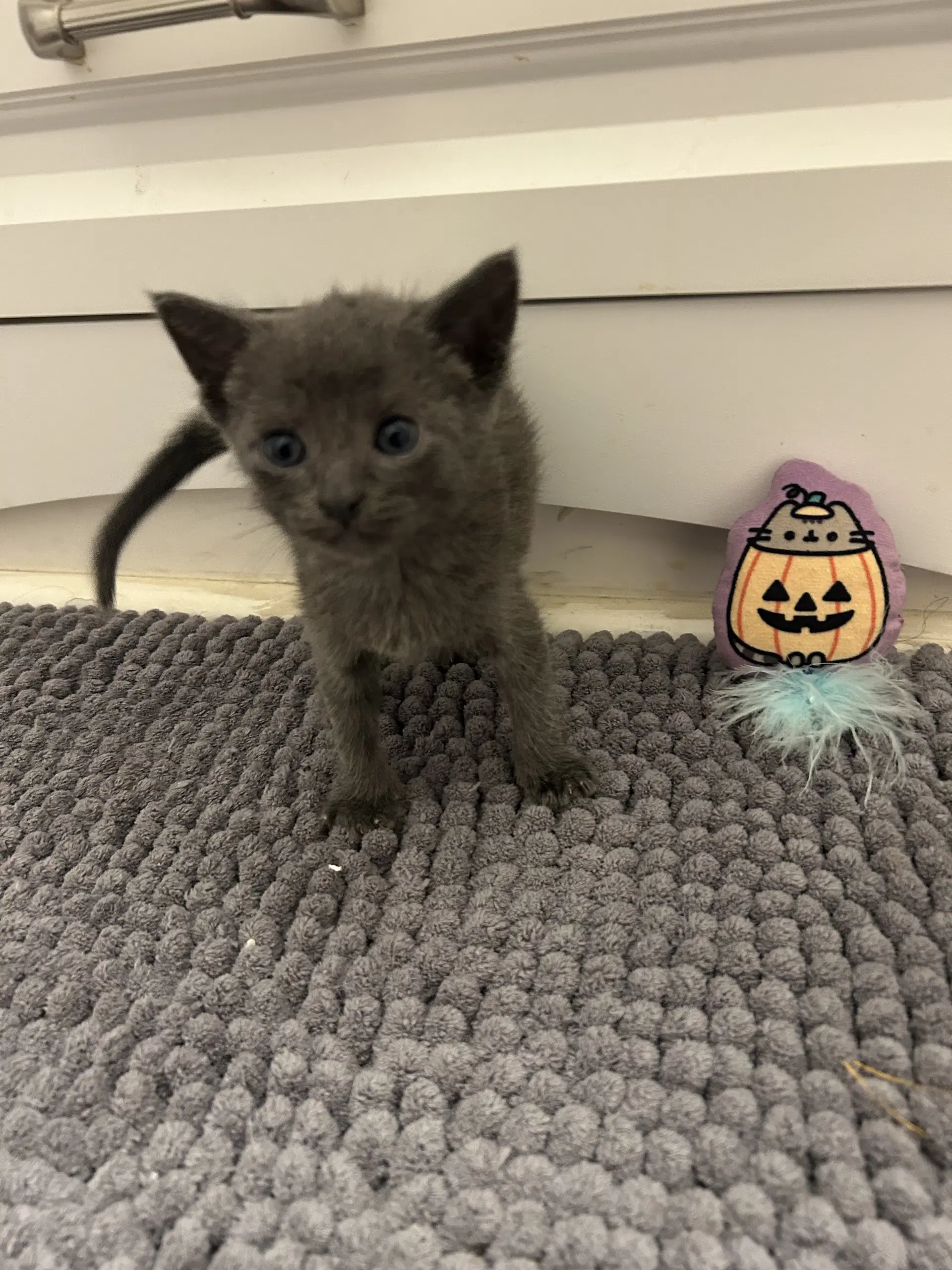 Grayson - Domestic Short Hair