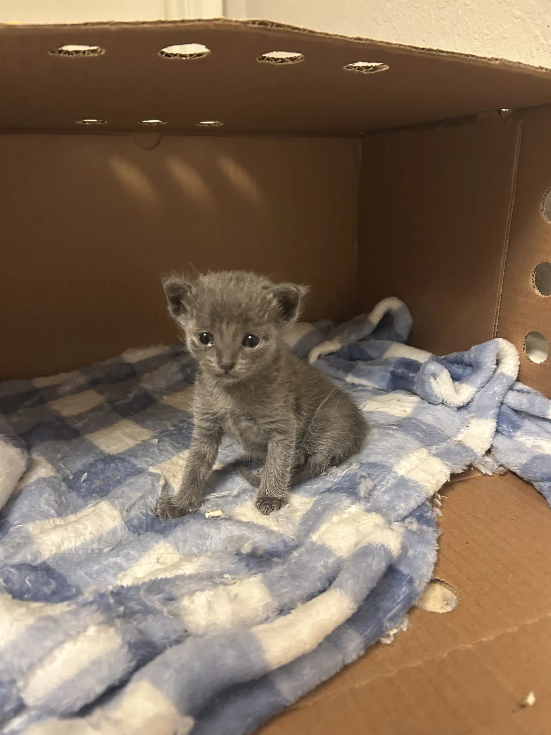 Grenadine - Domestic Short Hair