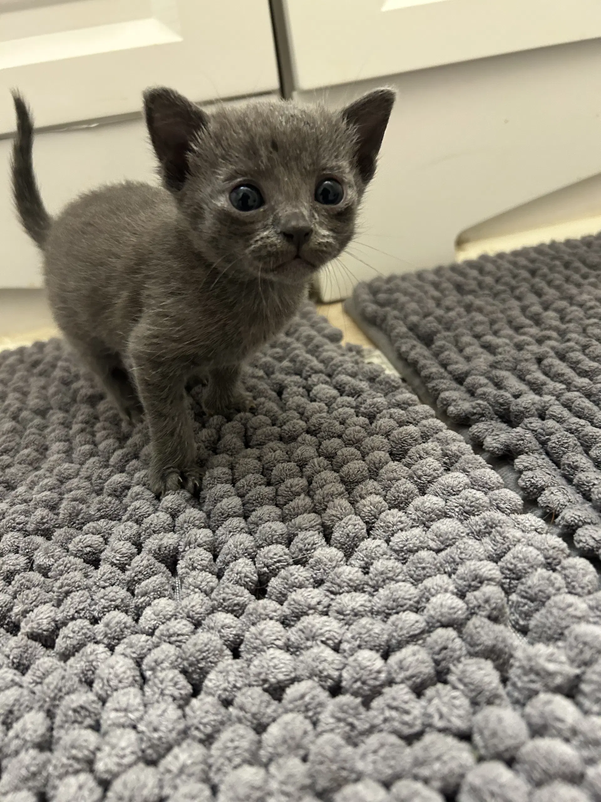 Grouchy - Domestic Short Hair
