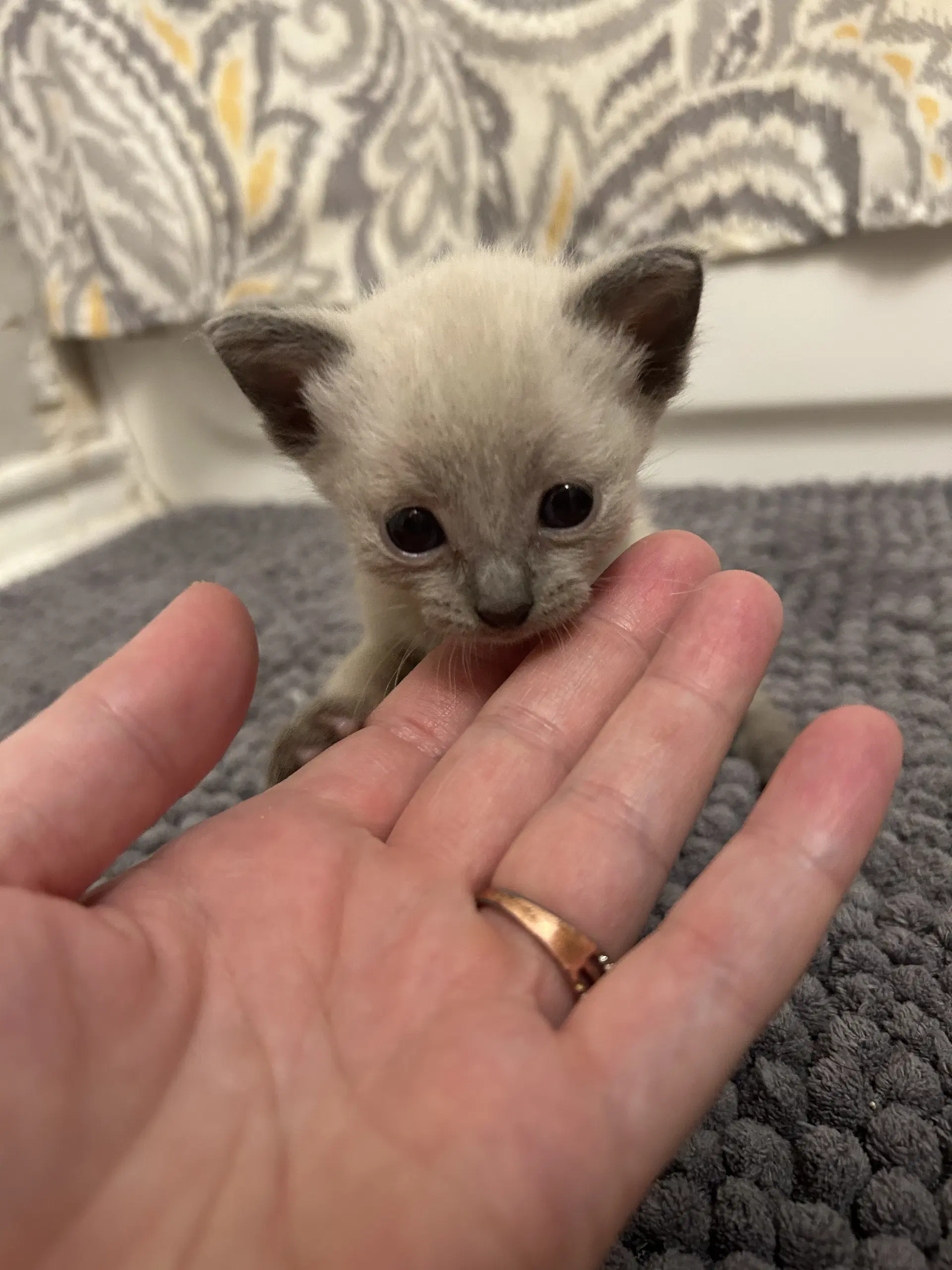 Gremmy - Domestic Short Hair