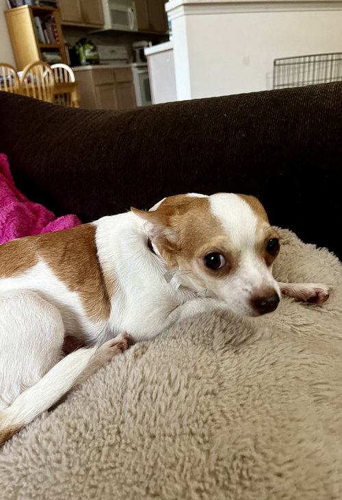 Violet, a dog for adoption from Operation Pets Alive