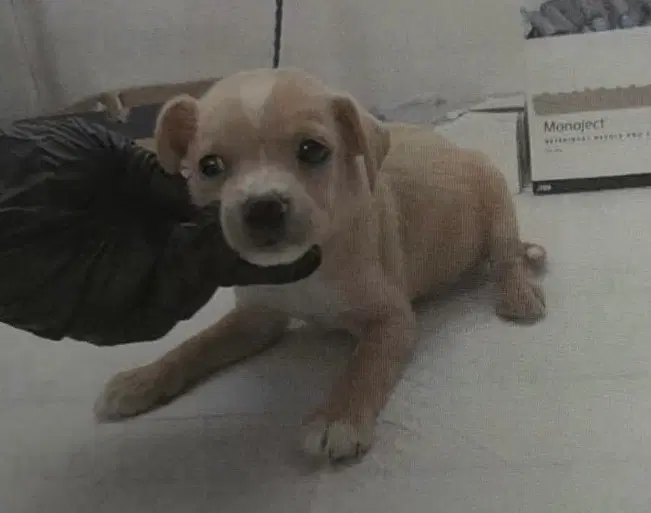 Heidi image 3