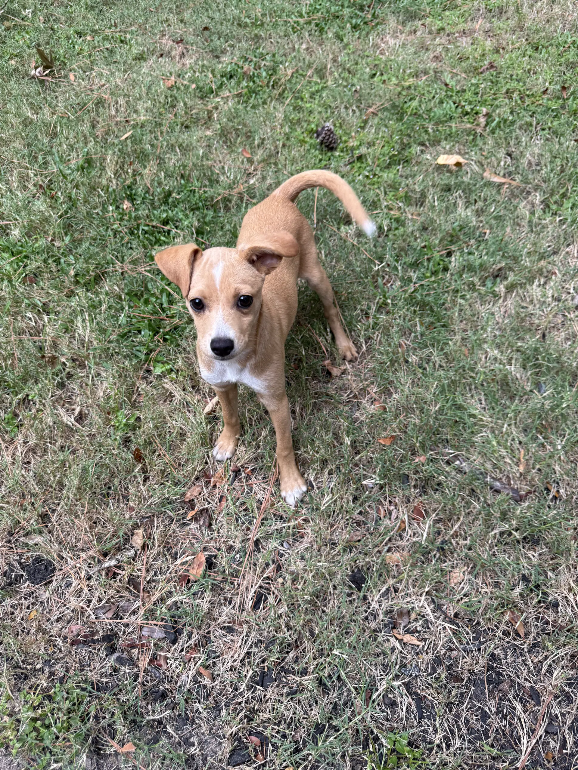Heidi image 2