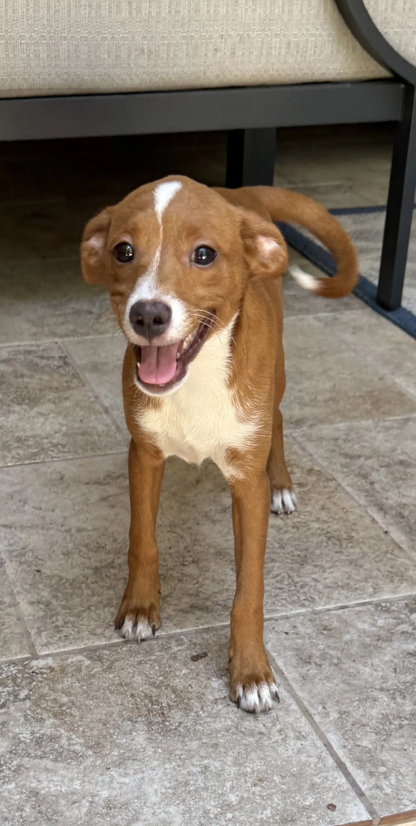 Greta - Terrier