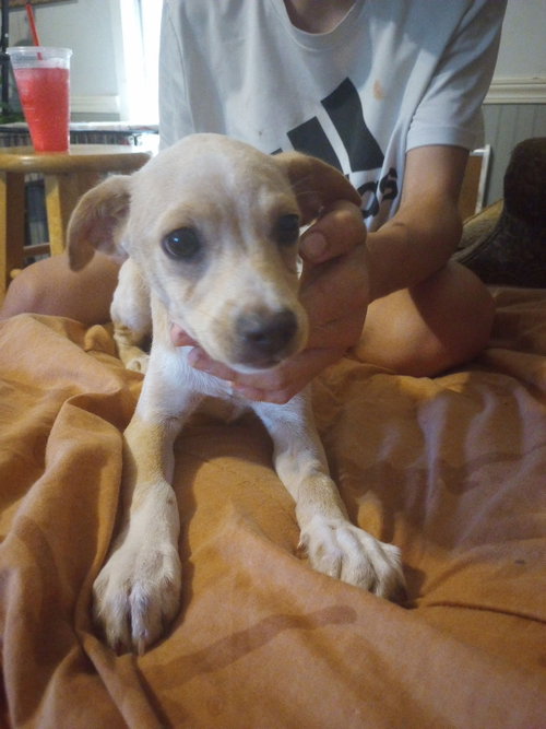 MR. Sandman, a dog for adoption from Operation Pets Alive