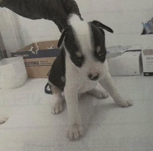 Photo 2 of Oreo Mr.
