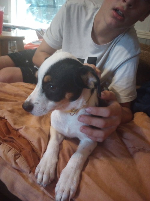 Oreo Mr., a dog for adoption from Operation Pets Alive