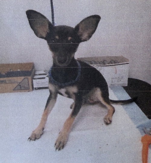 Photo 2 of Mr. Ears