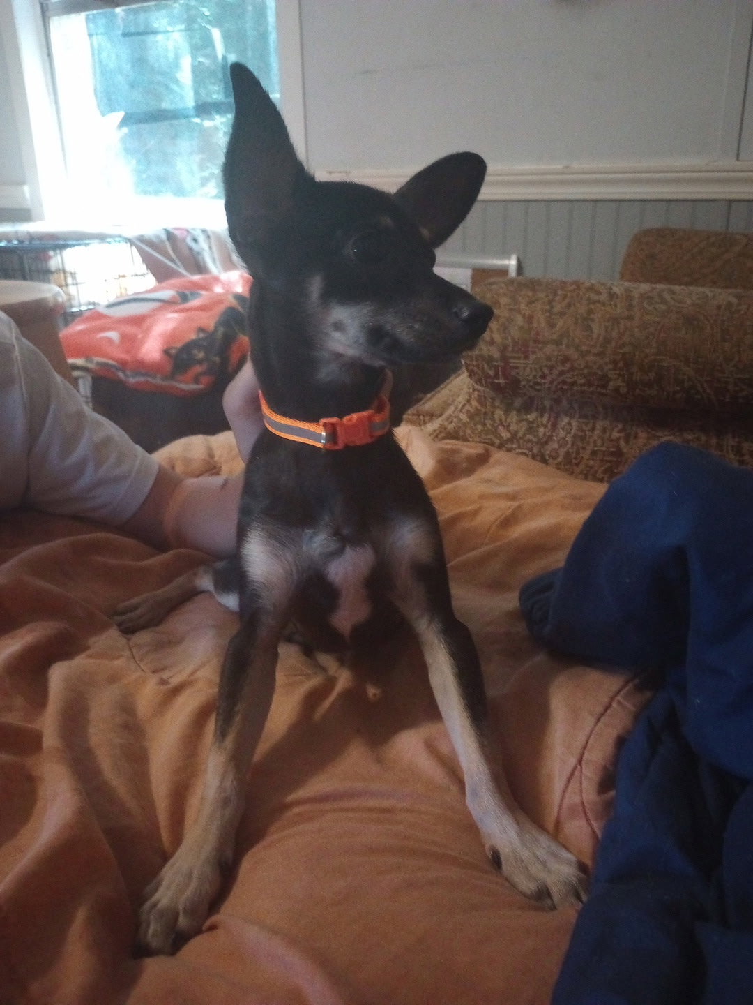 Mr. Ears, Chihuahua