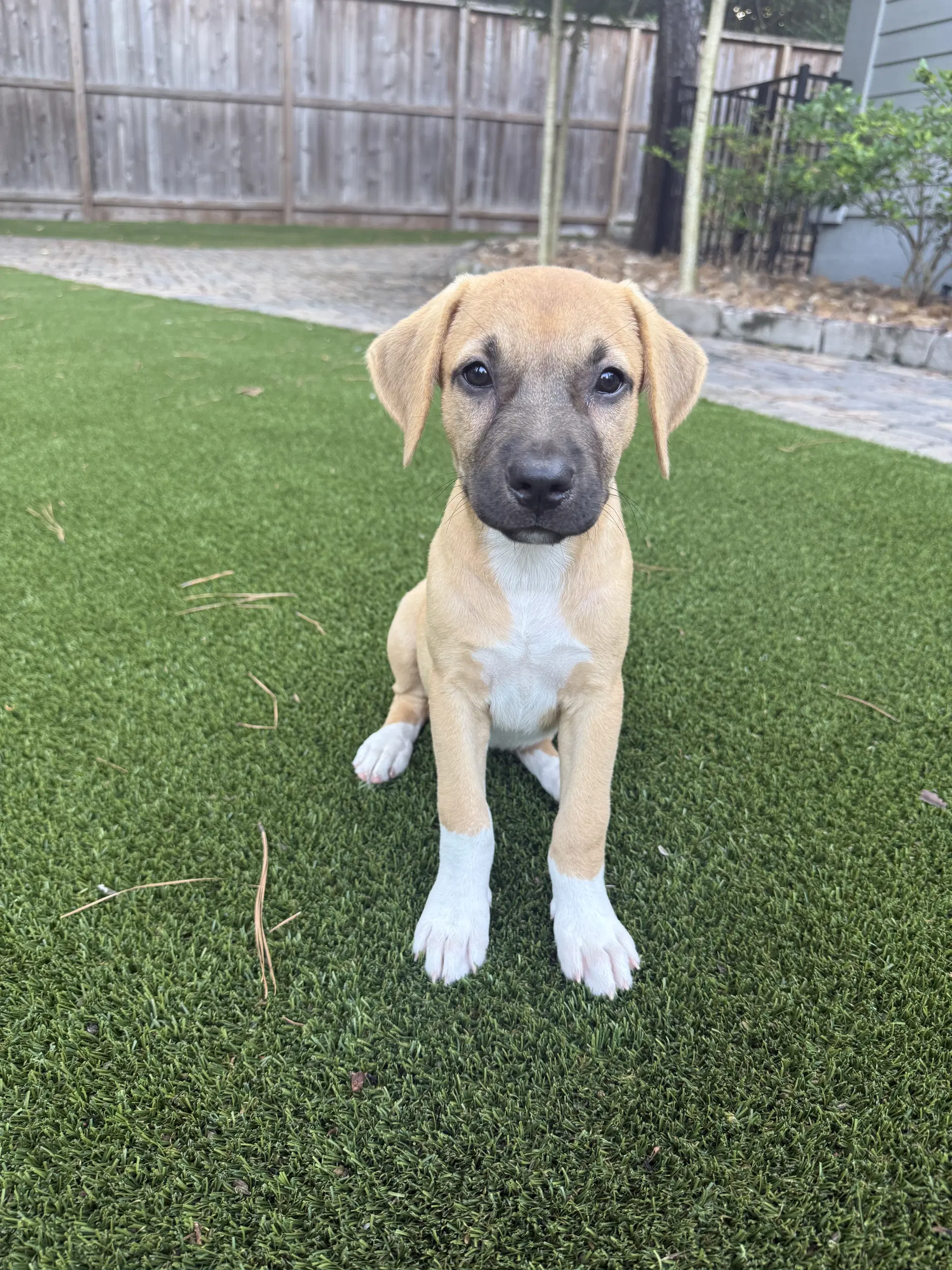 Aspen - Rhodesian Ridgeback