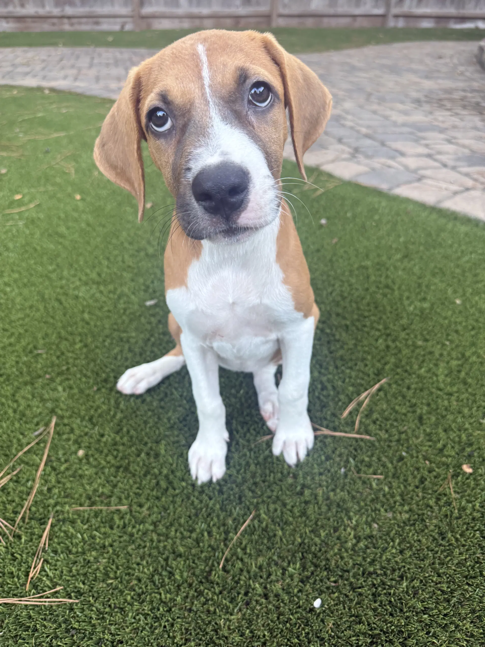Georgia - Rhodesian Ridgeback