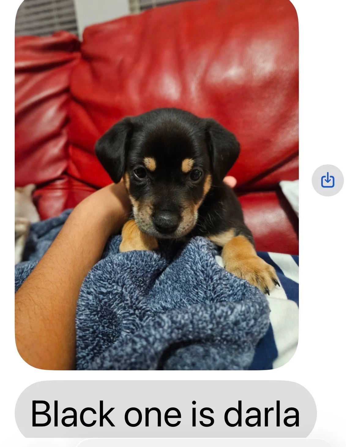 Darla