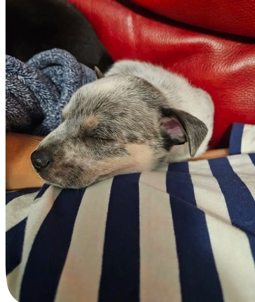 Peggy image 2