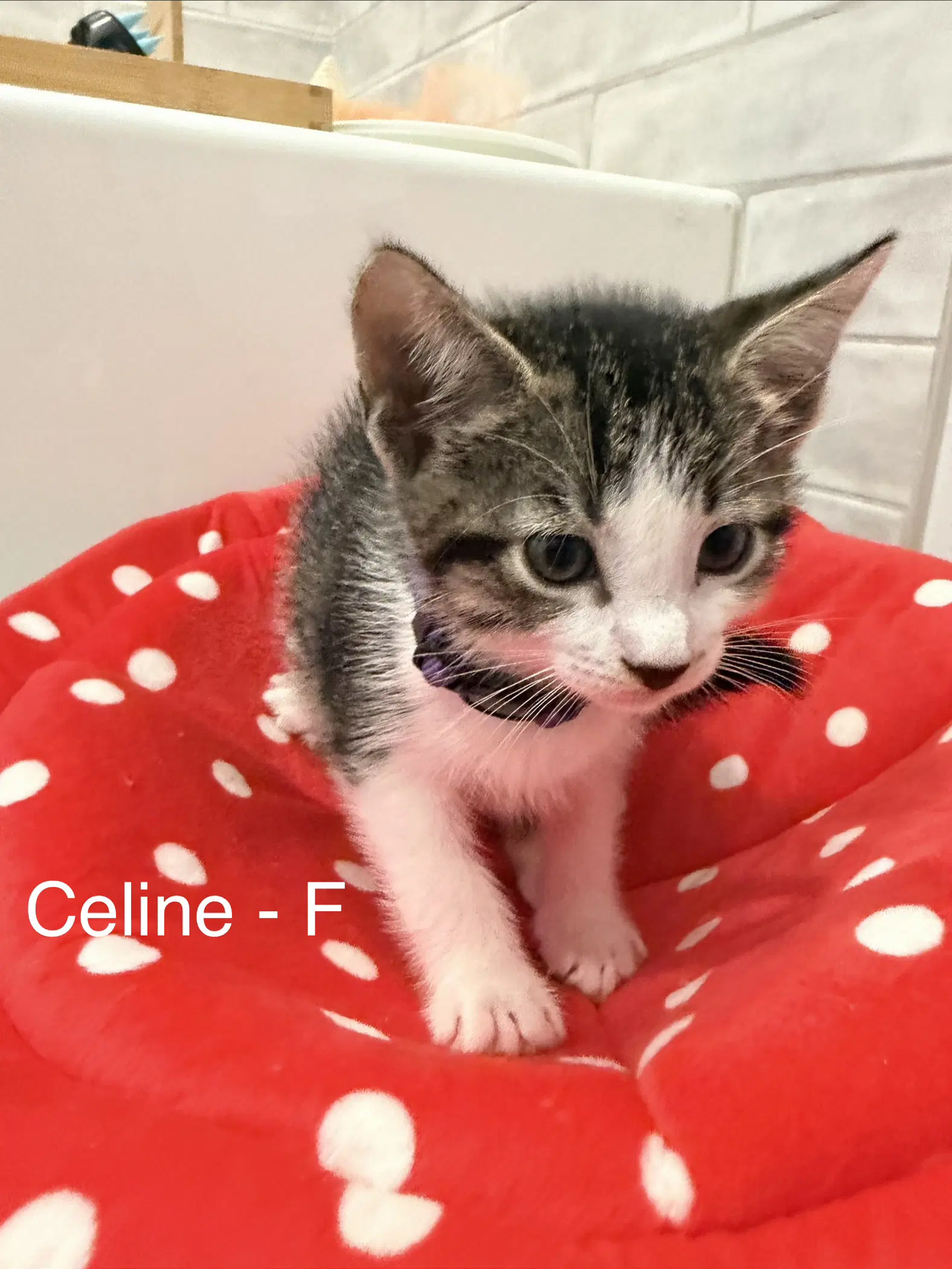 Celine image 1