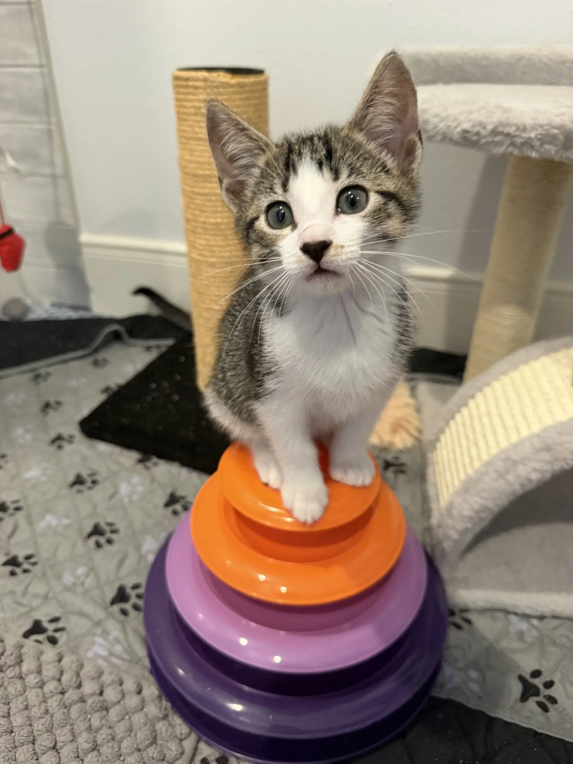 Celine image 4