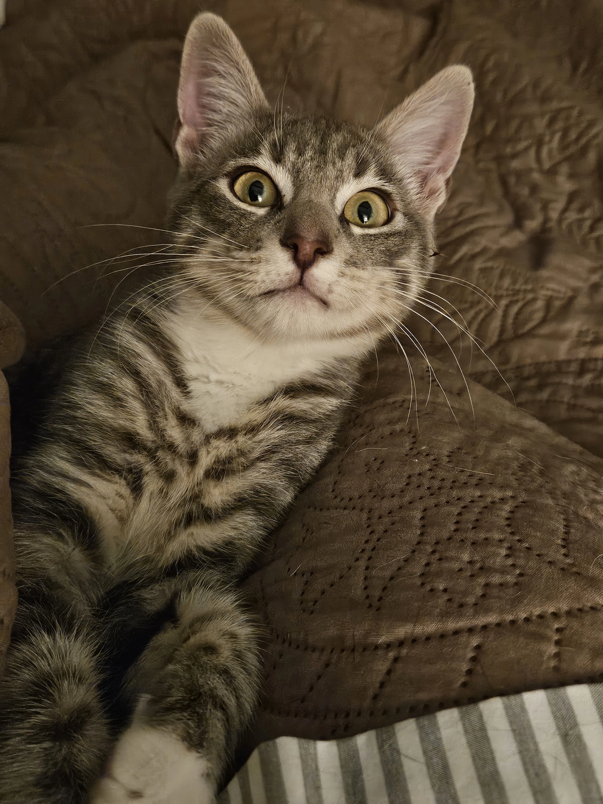 Lenard