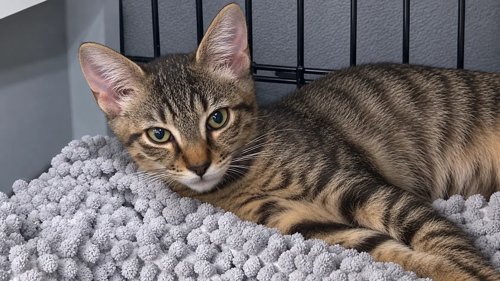 Gizmo - Domestic Short Hair