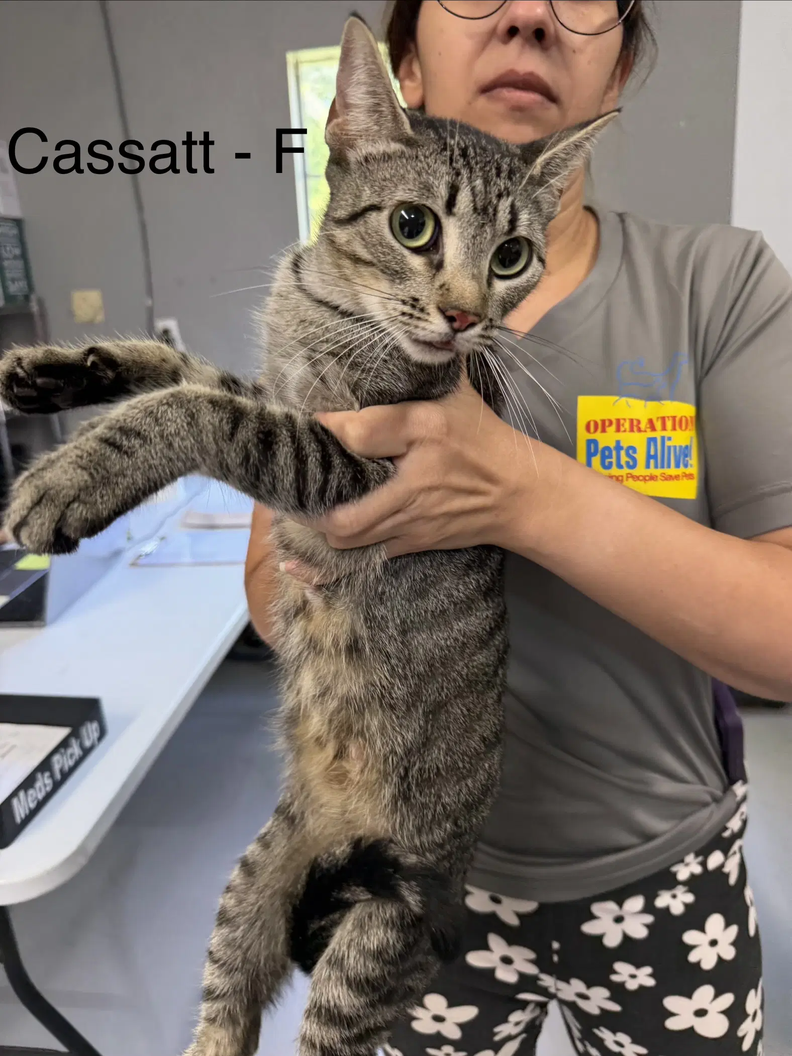 Cassatt - Domestic Short Hair