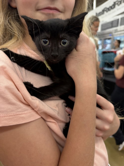 Monet, a cat for adoption from Operation Pets Alive