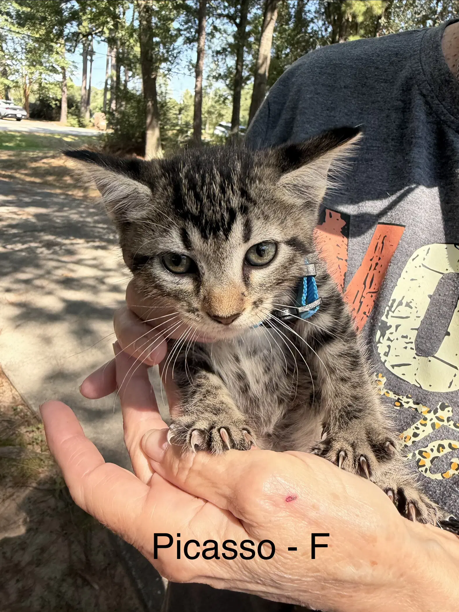 Picasso - Domestic Short Hair