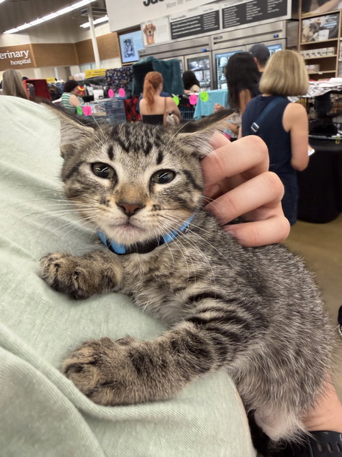 Picasso, a cat for adoption from Operation Pets Alive