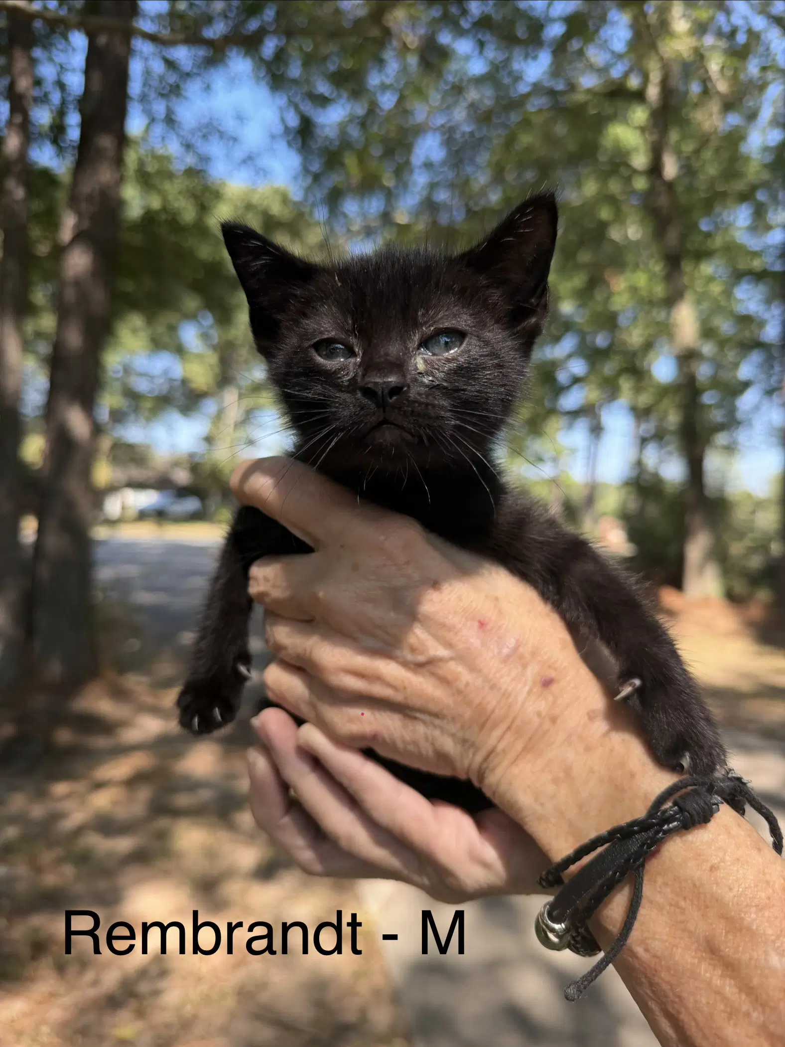 Rembrandt - Domestic Short Hair