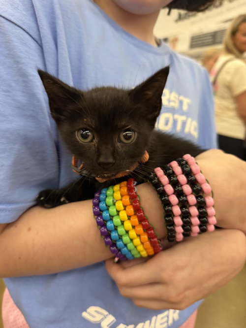 Rembrandt, a cat for adoption from Operation Pets Alive