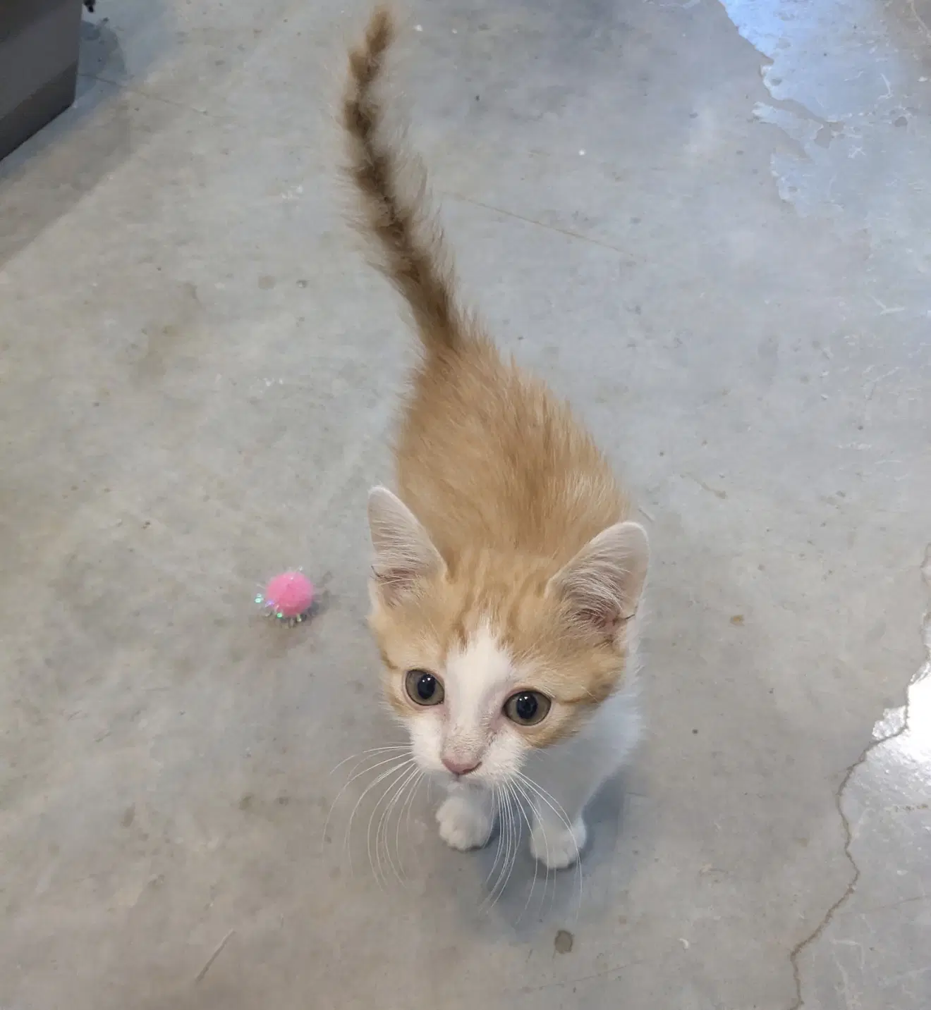 Creamsicle - Domestic Short Hair
