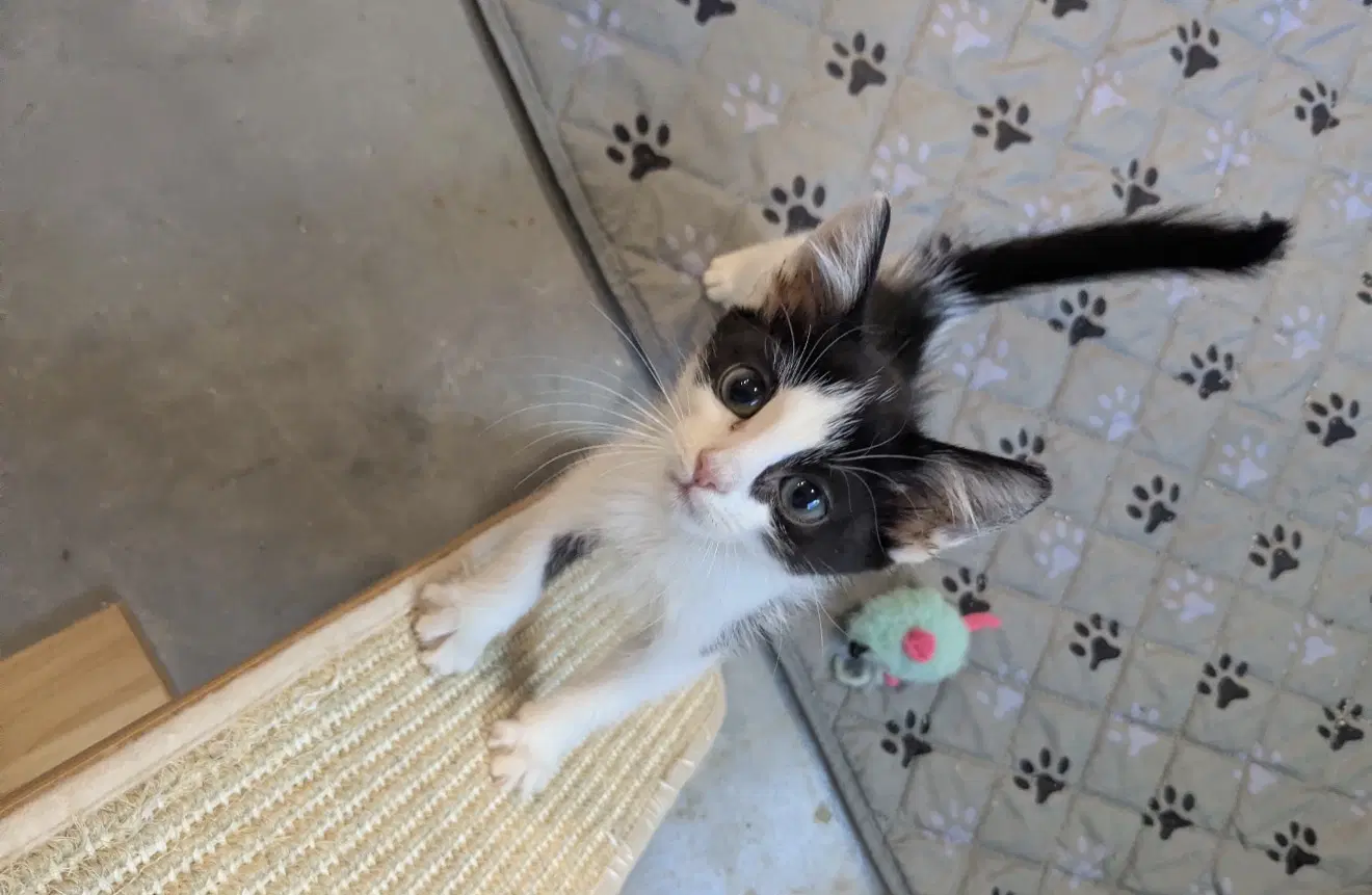 Tiramisu - Domestic Short Hair