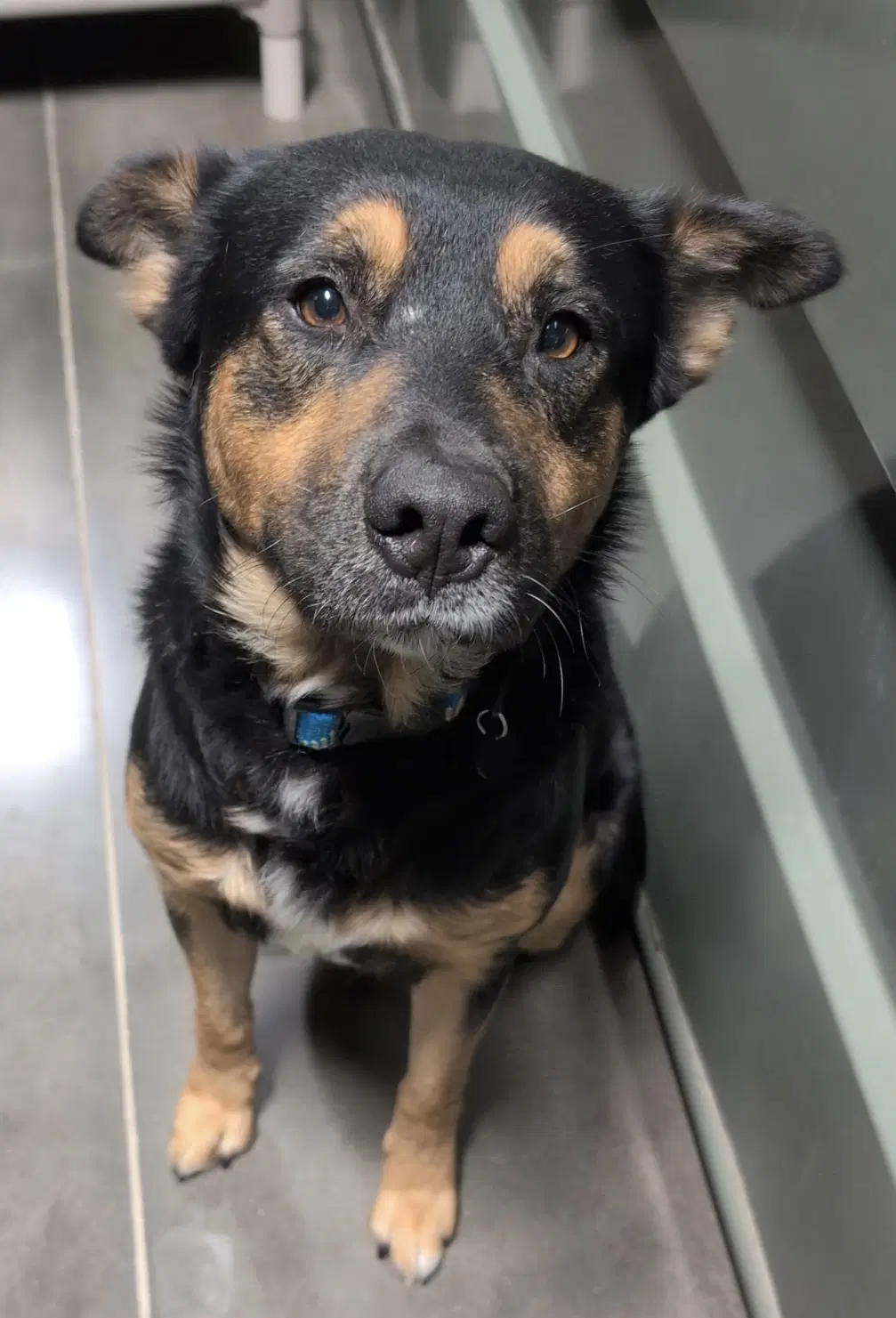 Orville - German Shepherd Dog