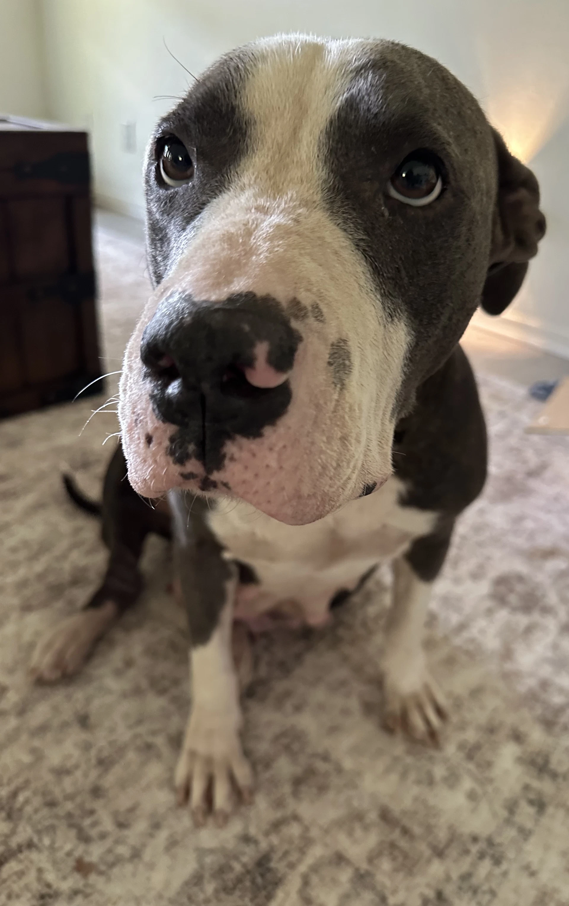 Willow Rue