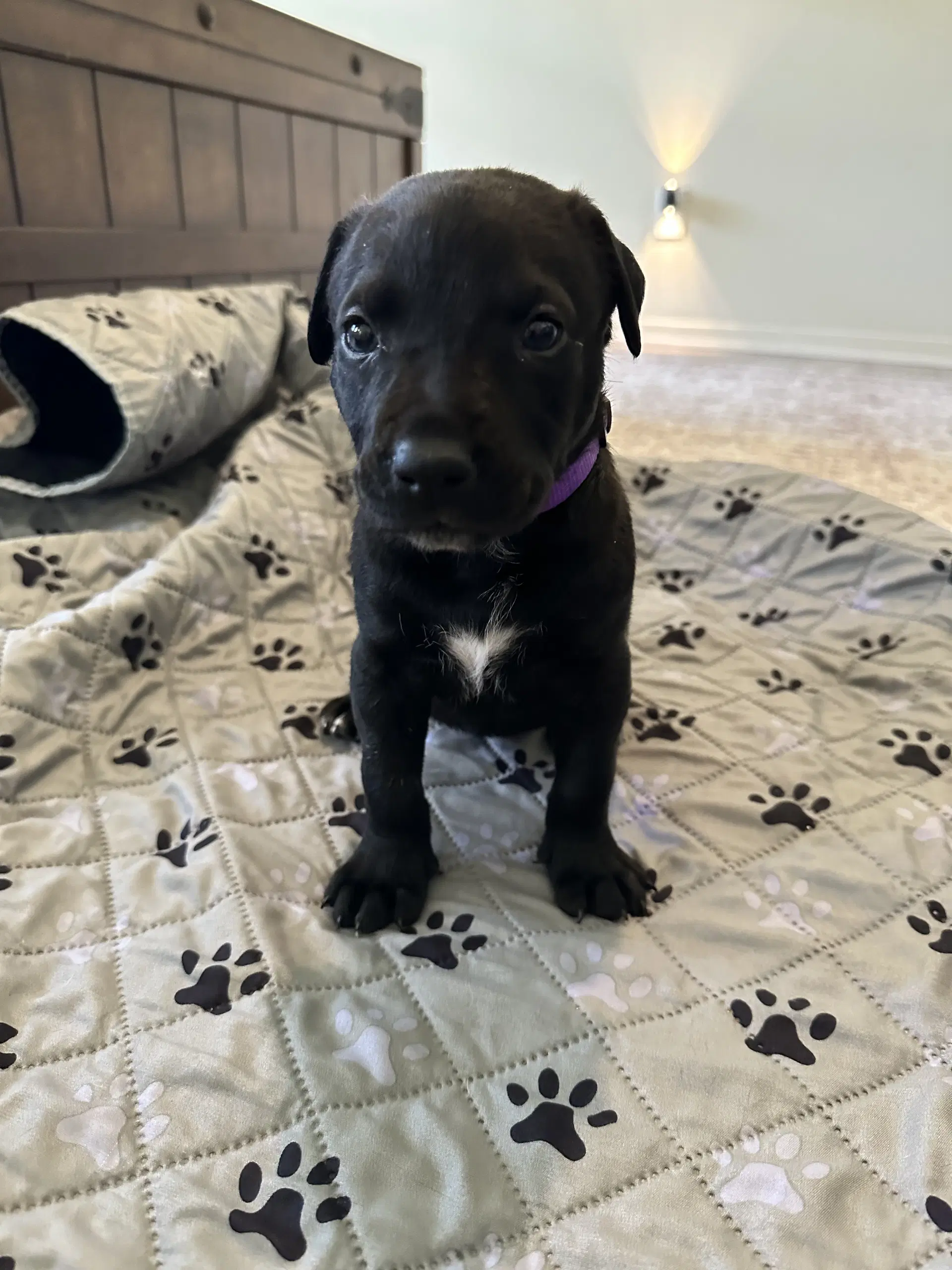 Daisy Mae - Staffordshire Bull Terrier