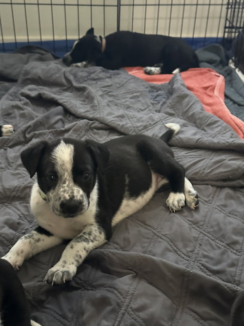 Clover, a dog for adoption from Operation Pets Alive