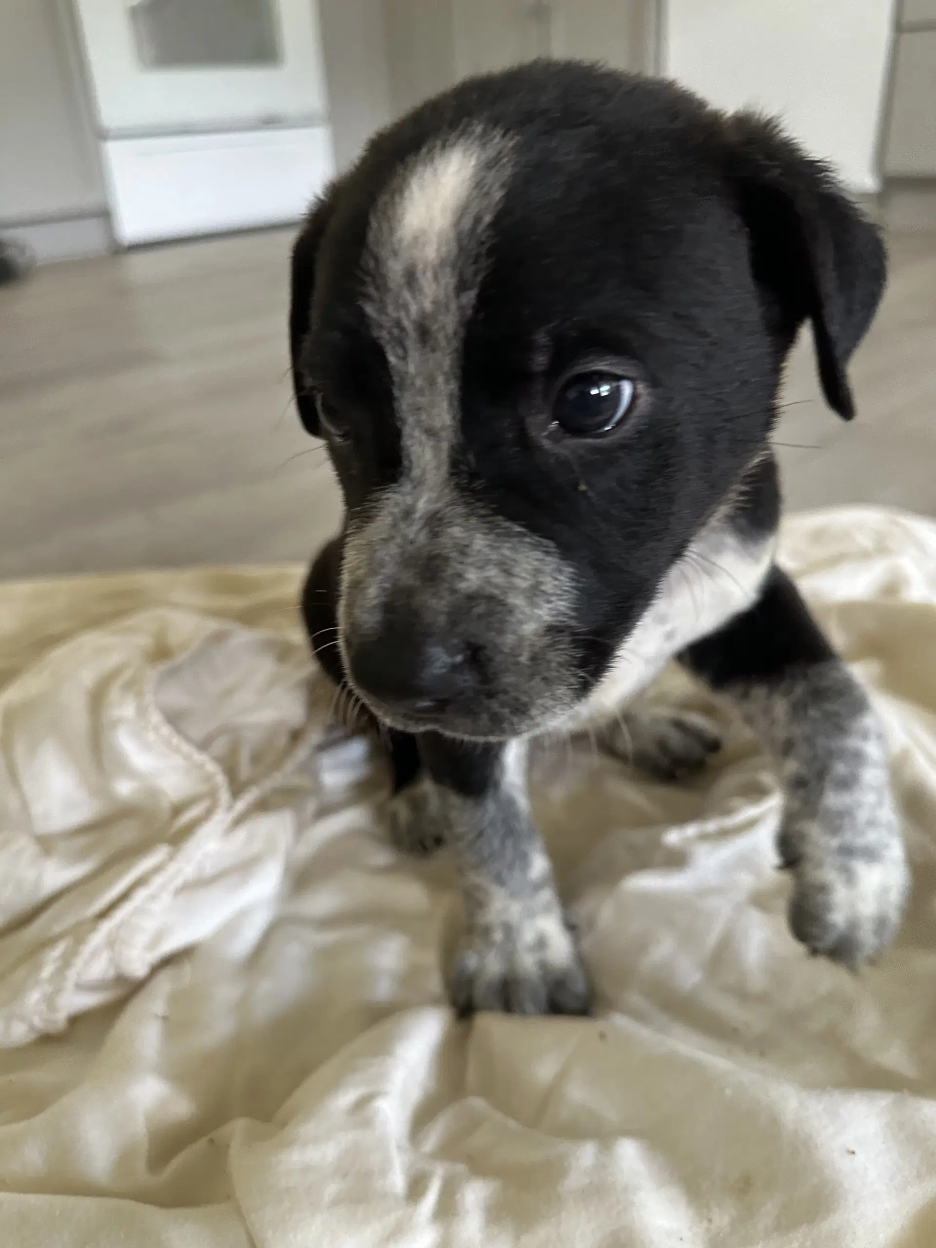 Cedar - Staffordshire Bull Terrier