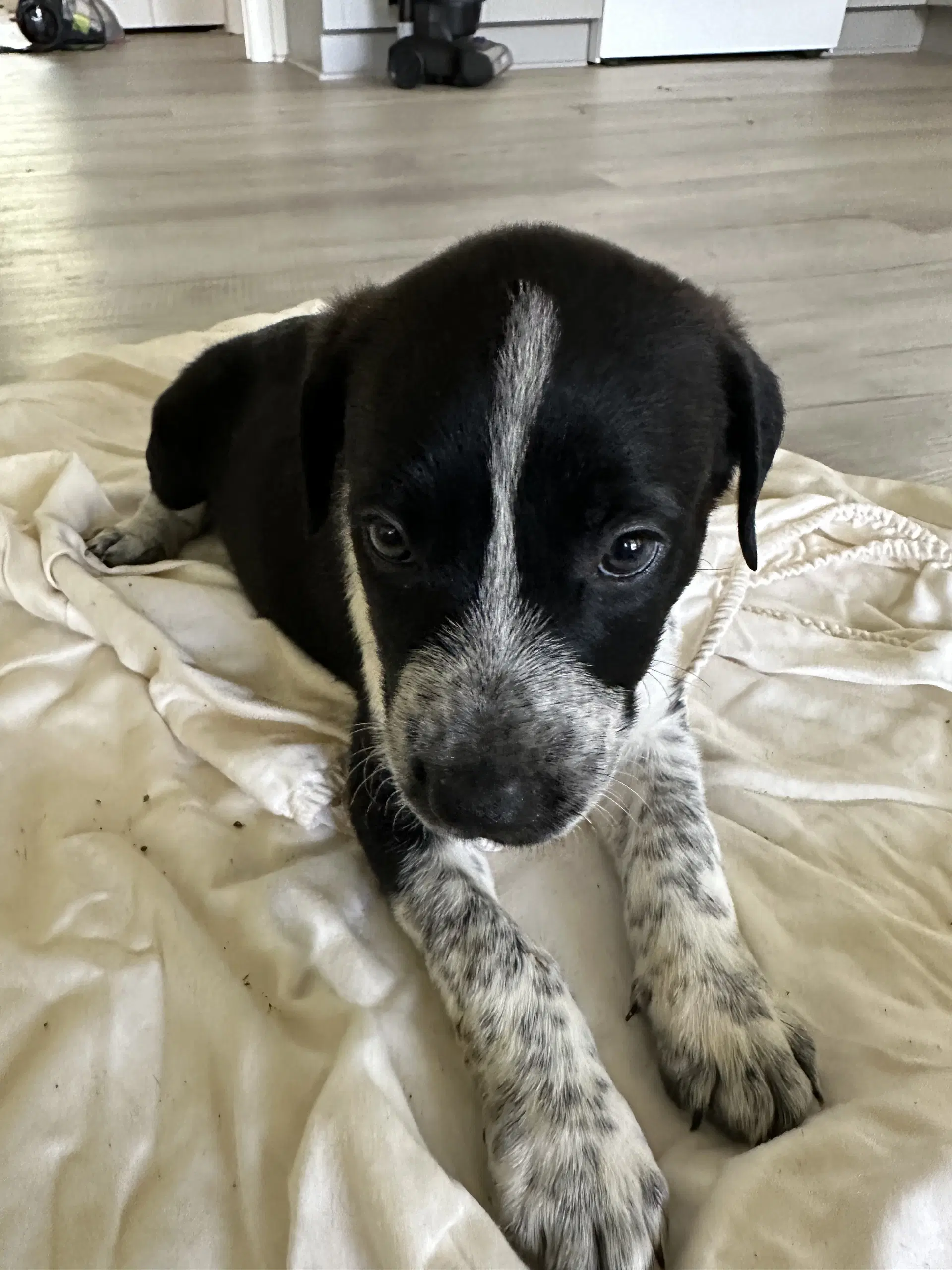 Hazel - Staffordshire Bull Terrier