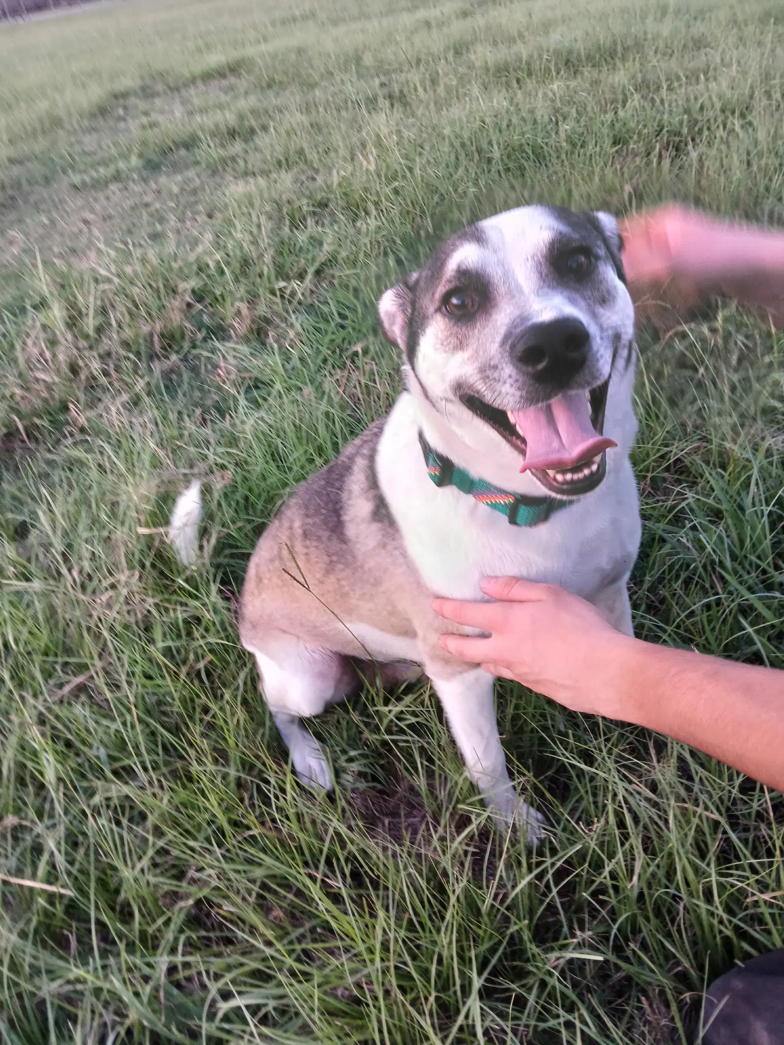 Billy - American Staffordshire Terrier