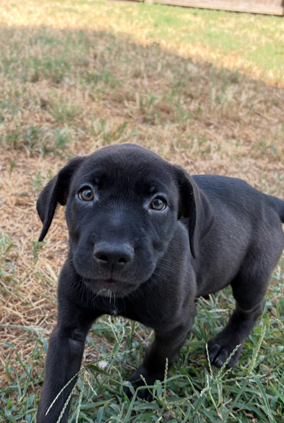 Little Runt