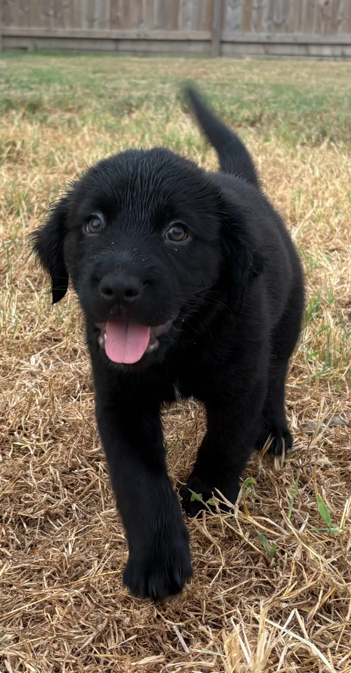 Mochi image 1