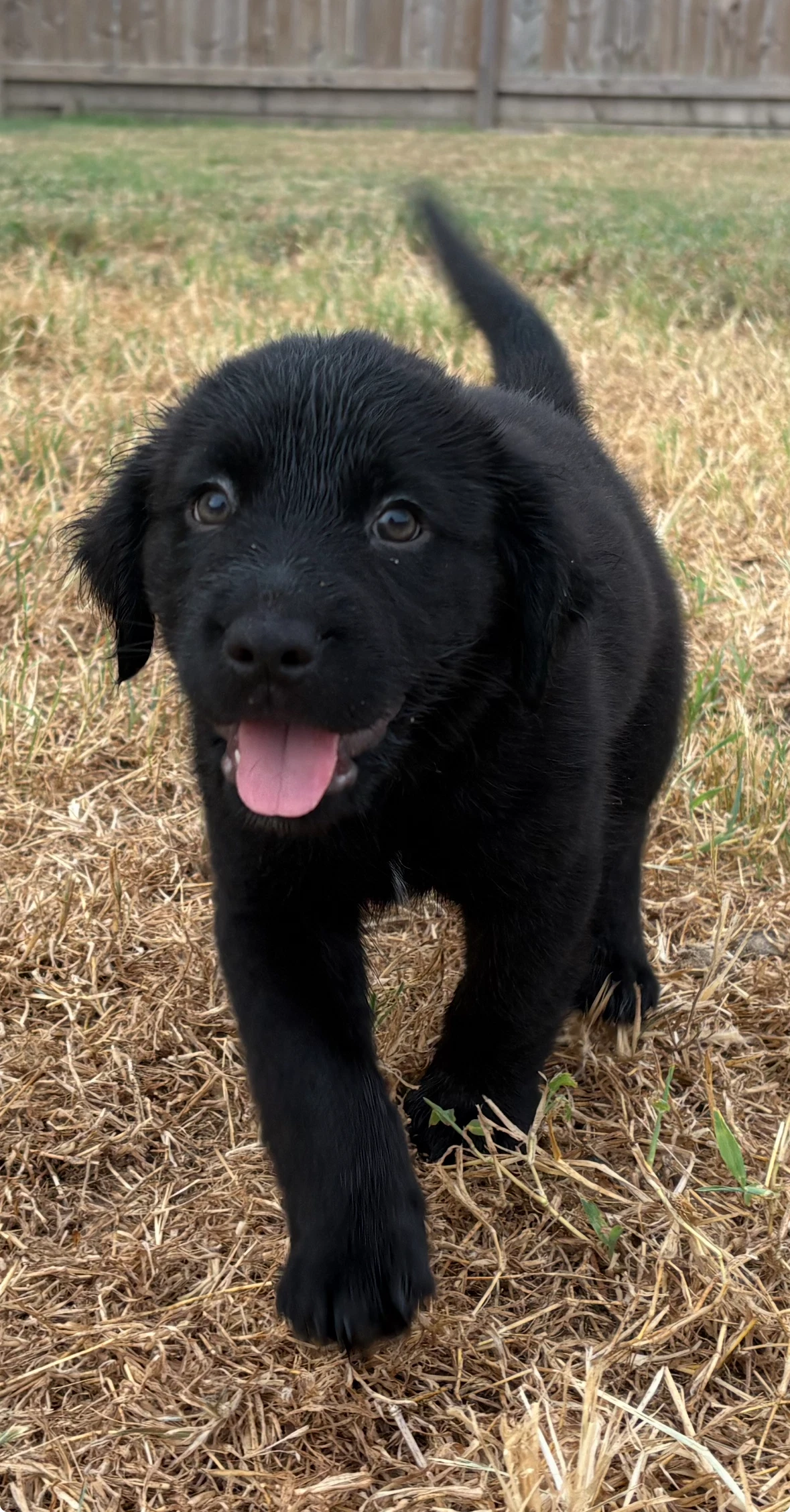 Mochi