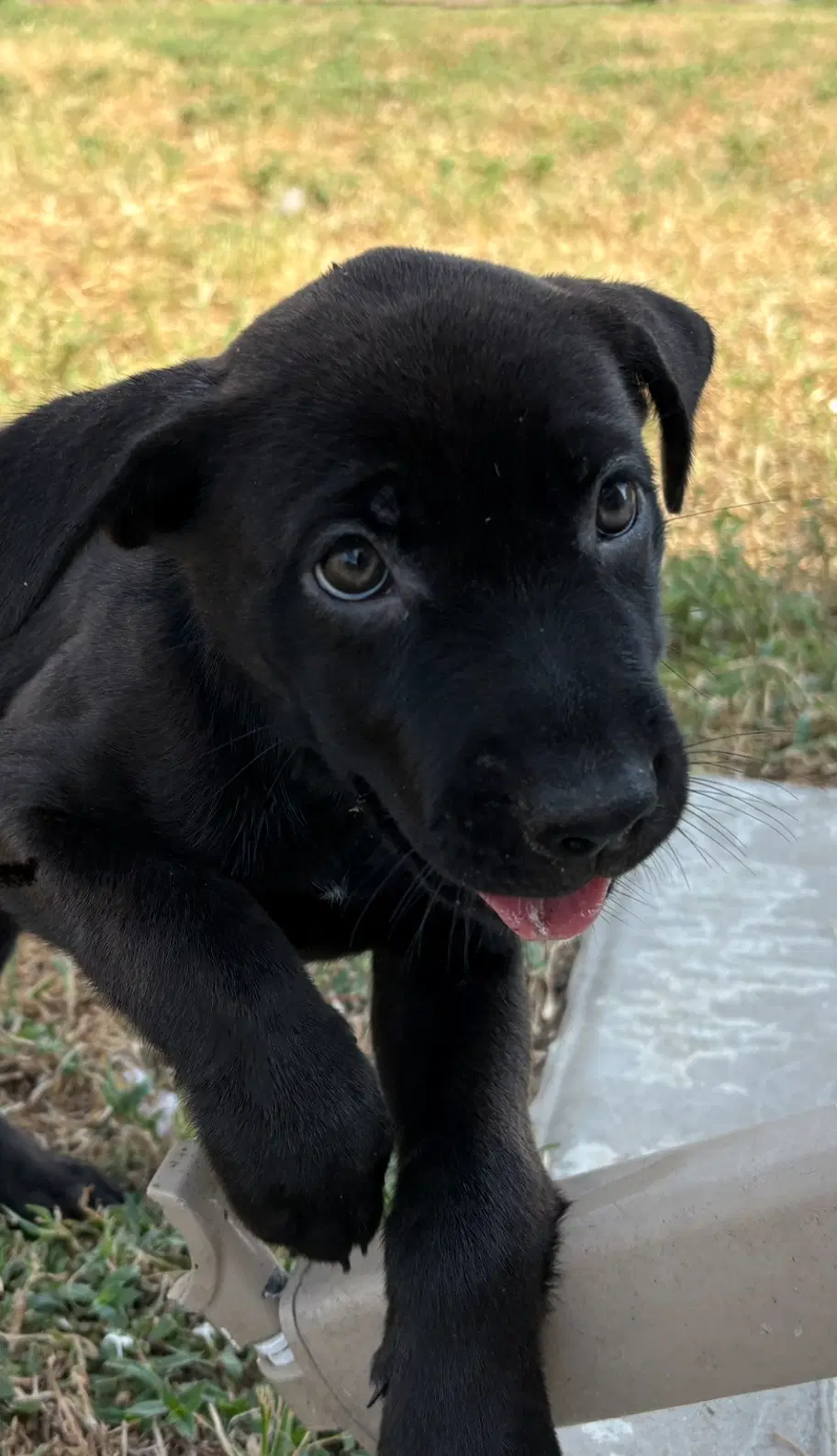 Ozzy - Labrador Retriever