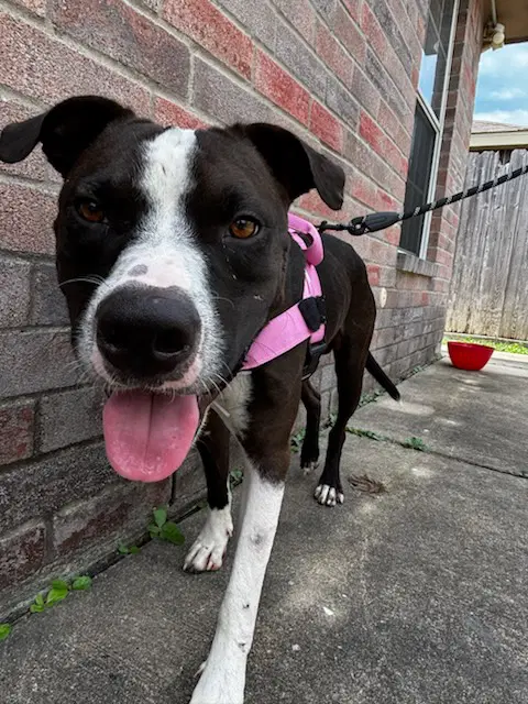 Sebastian - American Staffordshire Terrier