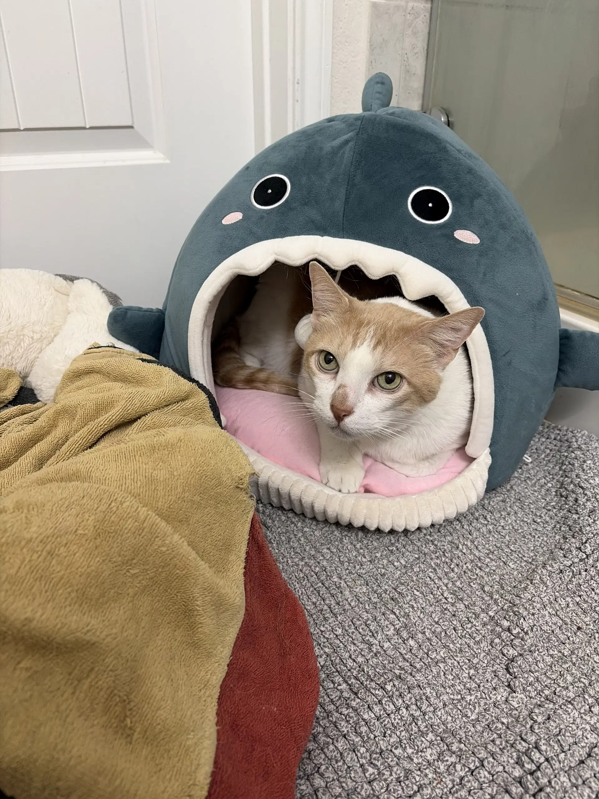 Aristo - Domestic Short Hair
