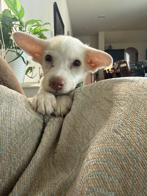 Pablo, a dog for adoption from Operation Pets Alive