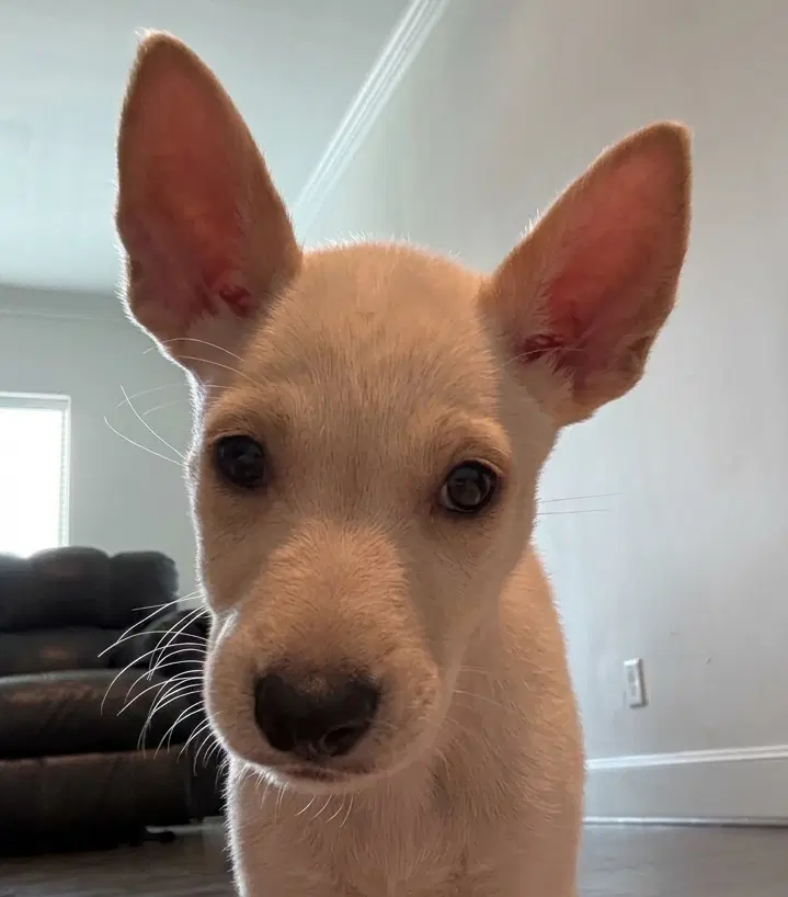 Snow - Fox Terrier