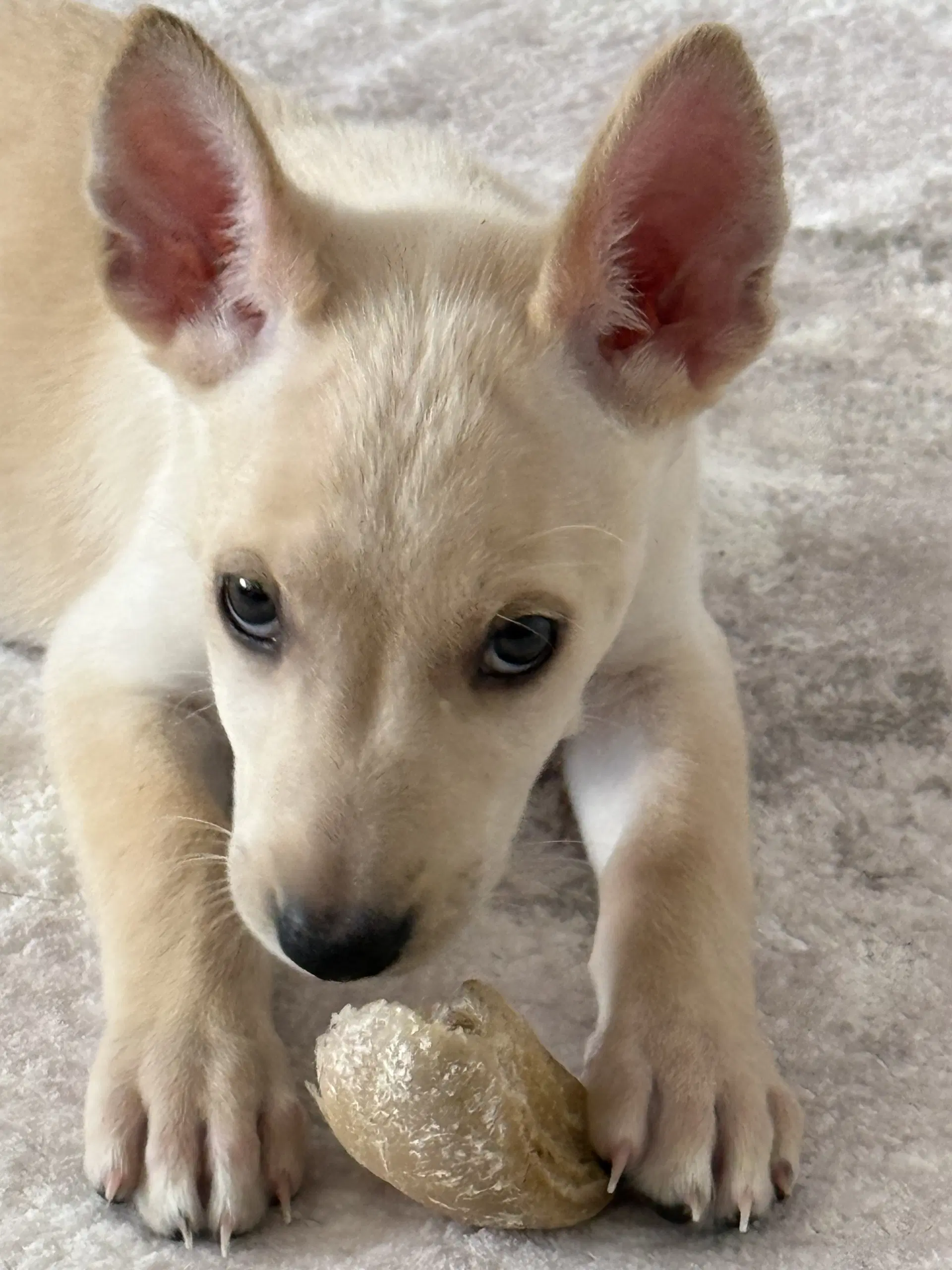 Snow - Fox Terrier