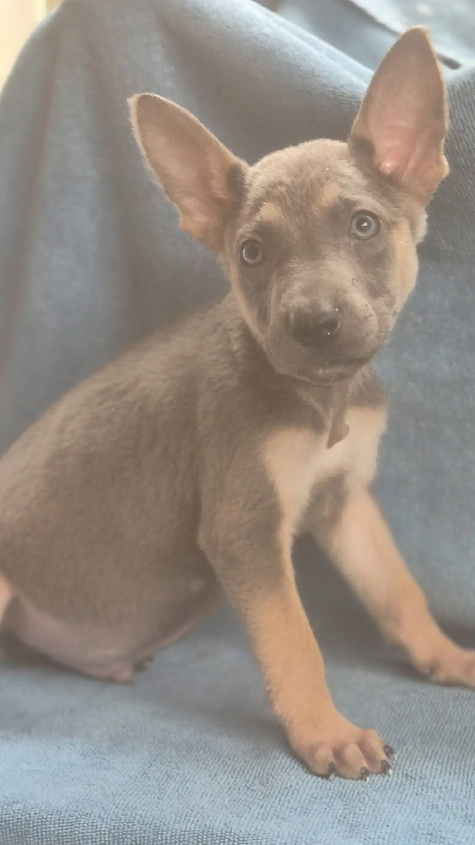 Drizzle - German Shepherd Dog
